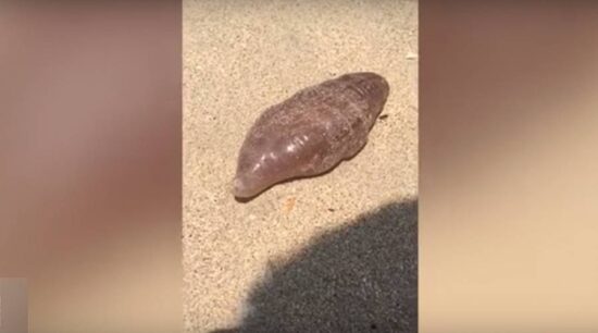 Turista graba extraña creatura en playa tailandesa