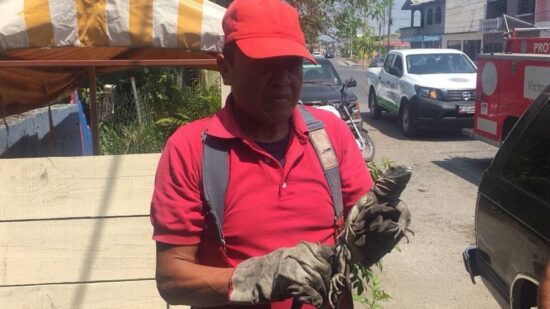 Iguana moviliza a Bomberos, la confunden con lagarto