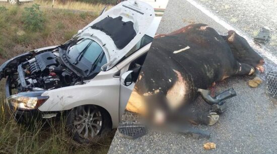 Colisionan contra vaca en la carretera