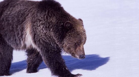 Rusos persiguen y molestan a oso solo por diversión