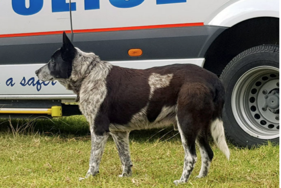 ‘Superhéroe’ de cuatro patas