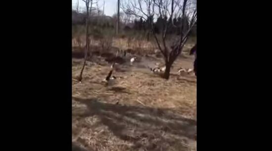 Banda de gatos acatan a perro y su dueño