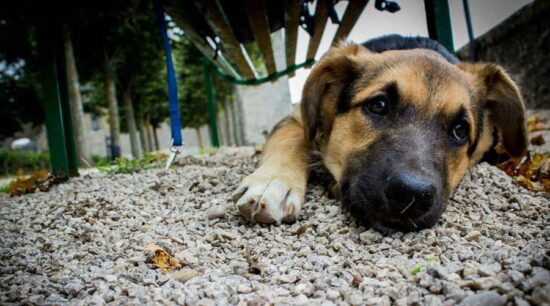 Arrestan a perro y su expresión se hace viral
