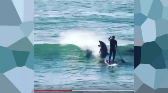 Delfines le hacen maldad a surfista y lo derriban
