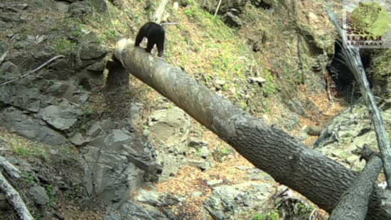Oso muestra sus dotes como director de cine