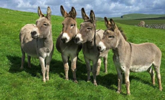 “Burrolandia”, el santuario de los burros más famosos