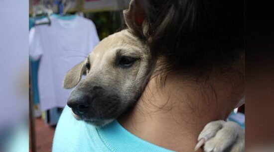 Dejan encerrados con poca ventilación a perritos