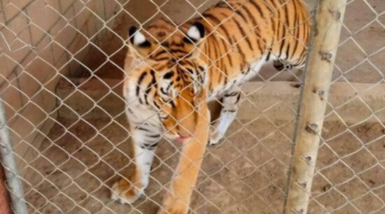 Aseguran tigre de bengala