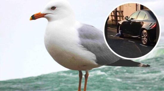 Gaviota con mal genio se desquita con automóvil