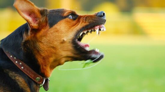 Perro salva a dueña de abuso sexual