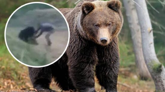Quiere selfie con oso y termina muerto