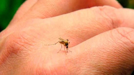 Exhortan a prevenir casos de dengue