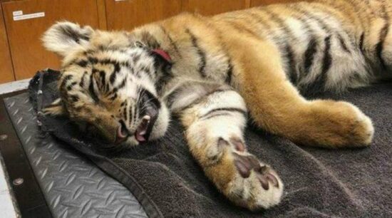 Rescatan cachorro de tigre en la frontera