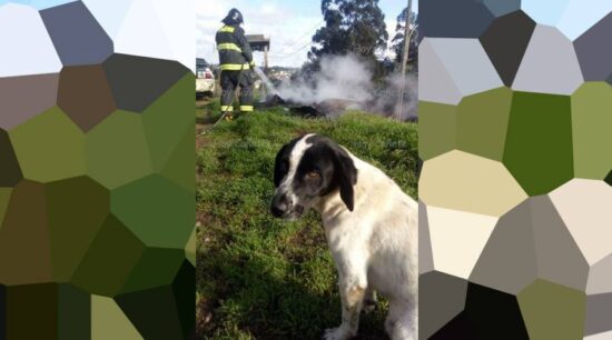 La triste imagen de un perrito que perdió su casa