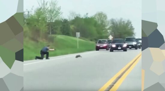 Policía balea a marmota porque actuaba ‘raro’