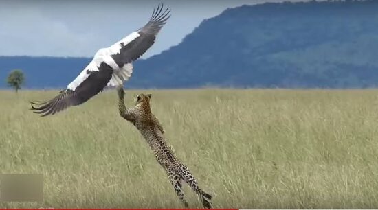 Cigüeña escapa por poco de leopardo ‘invisible’