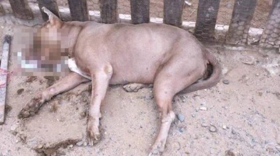 Envenenan 15 perros en San Quintín