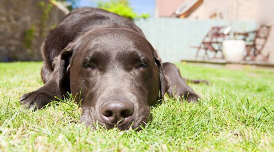 Las mascotas también sufren el calor