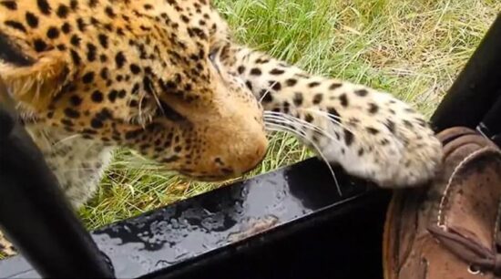 Se topa con enorme leopardo durante safari