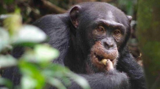 Estudian primates para entender inteligencia humana