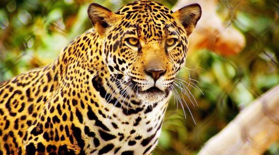 Matan a jaguar en Ciudad Victoria; habitantes temían por ataques