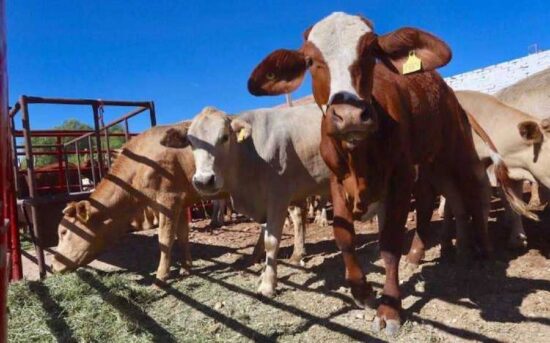 Acabó la sequía con el 30% del hato ganadero
