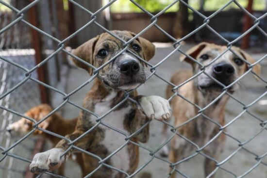 Crecen denuncias por maltrato animal