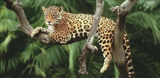 Tamaulipas en alerta ambiental