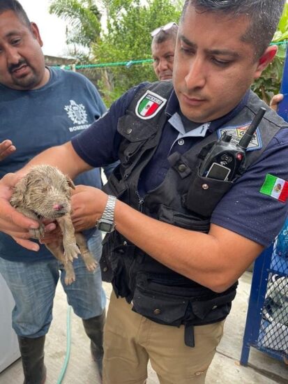 Rescatan a perro de una coladera