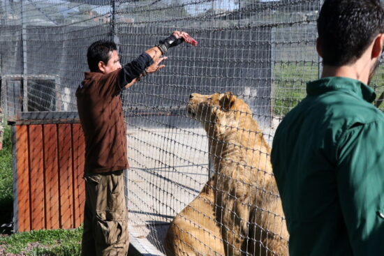 Investigan muerte de animales del zoológico