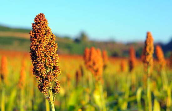 Precio del grano a la baja; preocupa a productores
