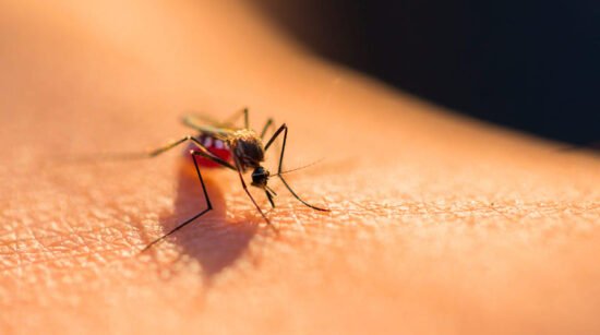 Dengue al acecho en Tamaulipas