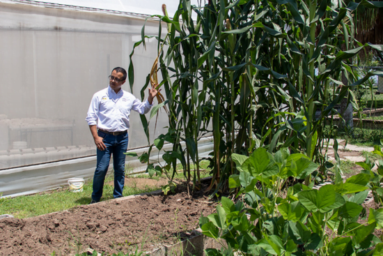 Obtiene UAT una nueva variedad de maíz nativo
