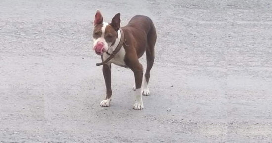 ‘Tiran’ a pitbull a la entrada de albergue