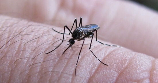 Continúa dengue a paso lento; 22 casos