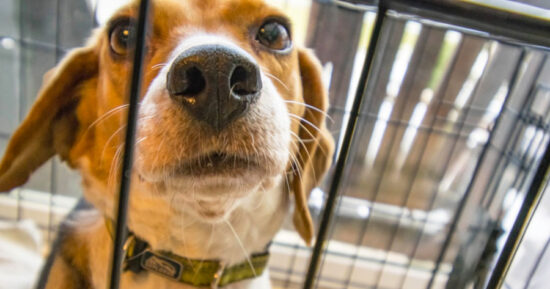 ¿Apoyarías una ley protectora de animales?
