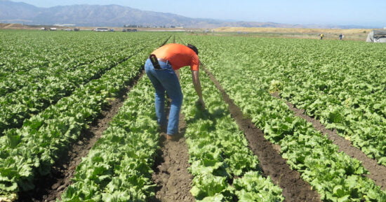 Dólar barato pega a agricultores y ganaderos