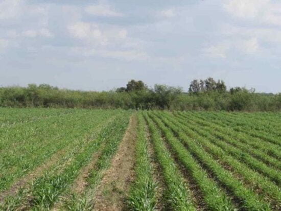 Temen productores ‘renacencia’ de cultivo