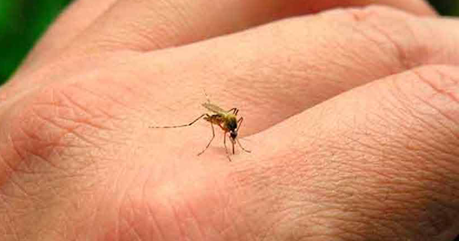 Agrega Tamaulipas solo un caso de dengue; van 65