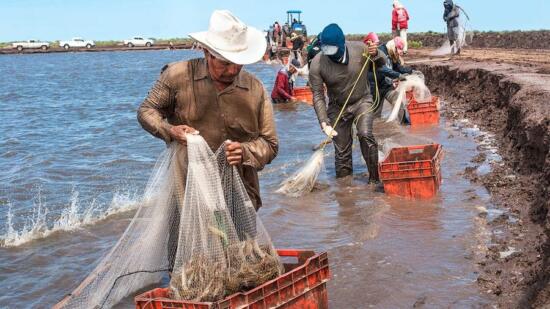 Producción de camarón a la baja por la sequía