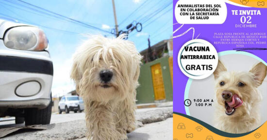A vacunar lomitos hoy; es gratis, en la colonia Sosa