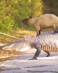 Cocodrilo capibara 2