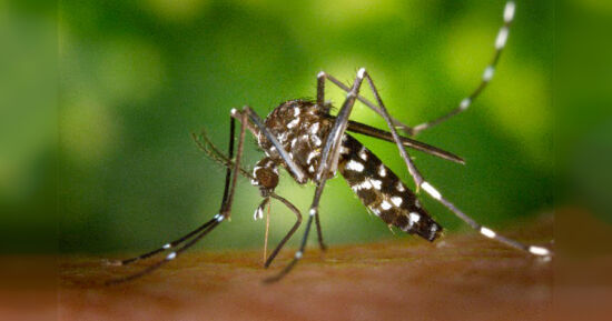 Tamaulipas cerraría con más de 2 mil casos de dengue