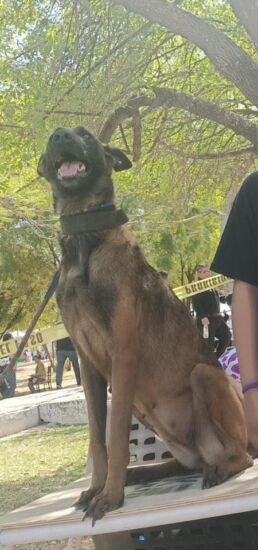 Atena Perrita 2