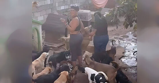 Niurka perros