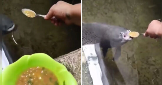 pescado cuchara