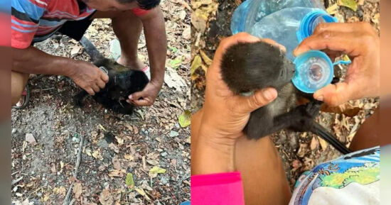 Calor , Extremo , Monos , Tabasco , Chiapas, Mueren