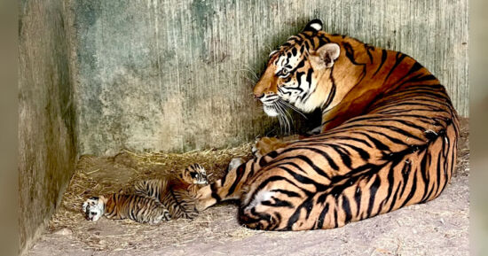 Nacen , Tigres , Bengala, Zoológico , Chihuahua