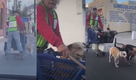 Video Trineo Perros Cabo San Lucas