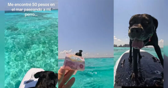 Surfista Perro Billete Mar
